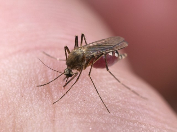 Općina Hercegovac protiv komaraca