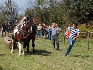 Najbolji konji iz Vel. Pa&scaron;ijana