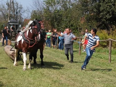 Najbolji konji iz Vel. Pa&scaron;ijana
