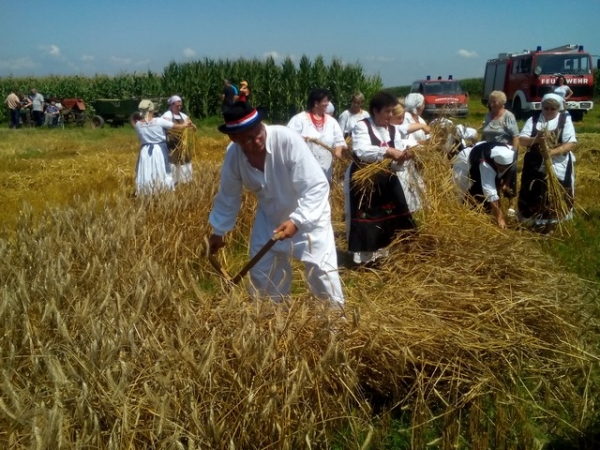 Žetva u Ru&scaron;kovcu