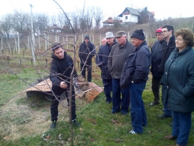 Kreću radovi u vinogradima